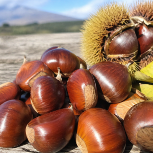 castagne dell'etna