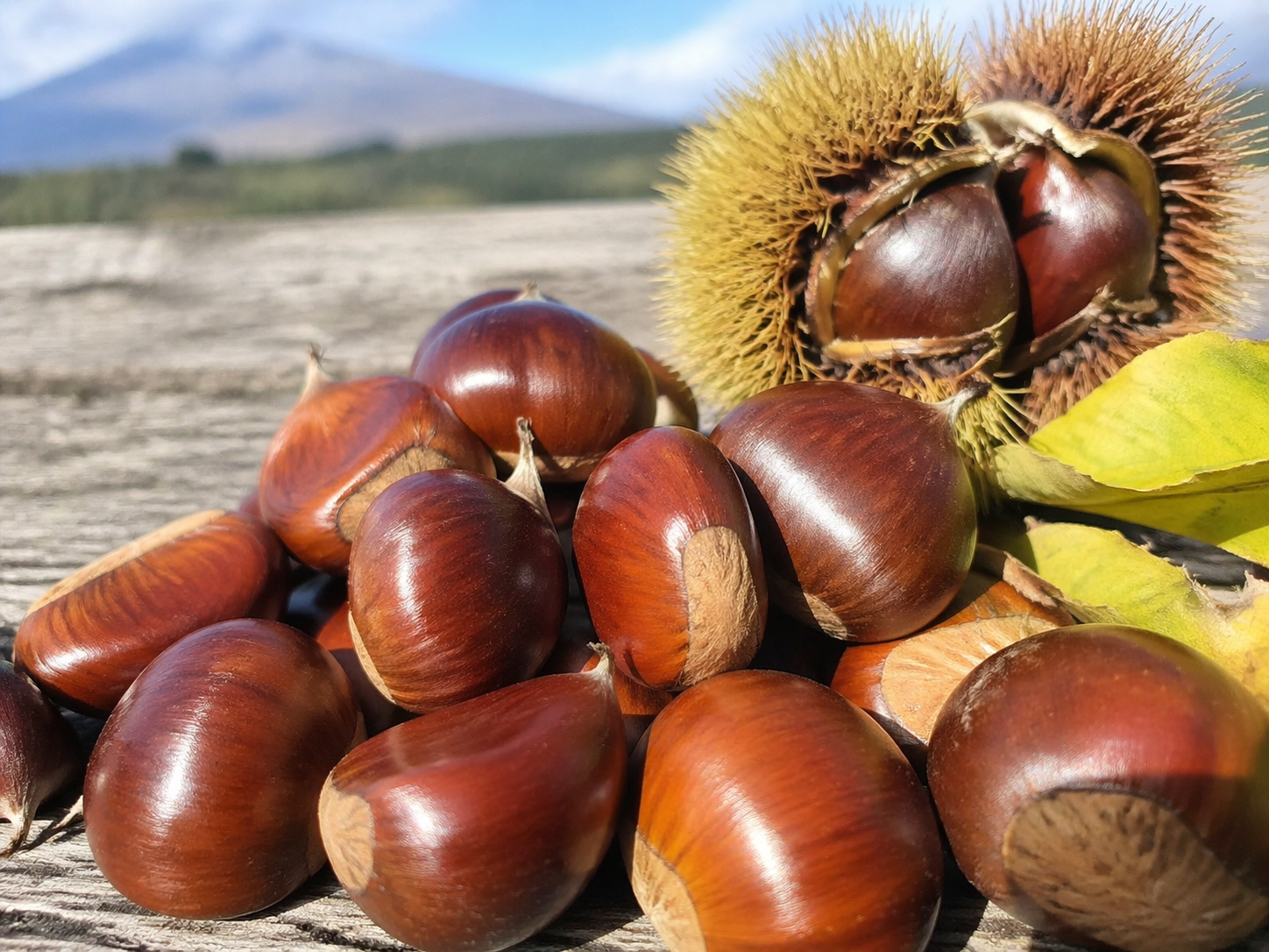 castagne dell'etna castagne dell'etna