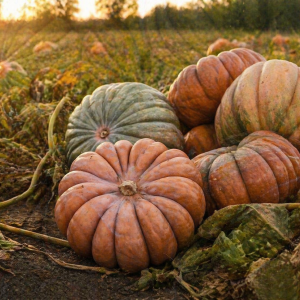 zucca gialla siciliana