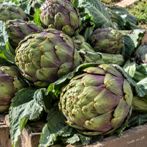 carciofi apollo